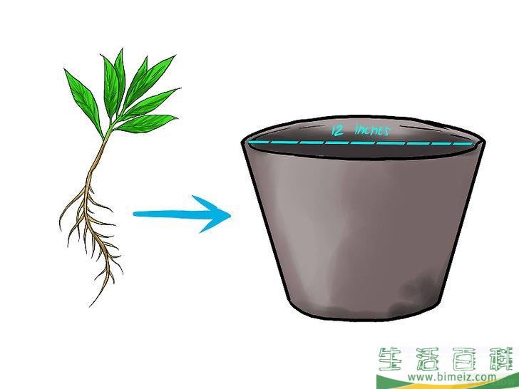 怎么种植薄荷