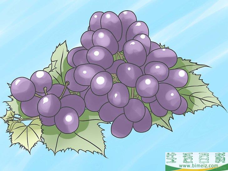 怎么种植葡萄藤