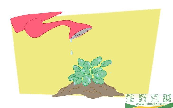 怎么种蝴蝶花