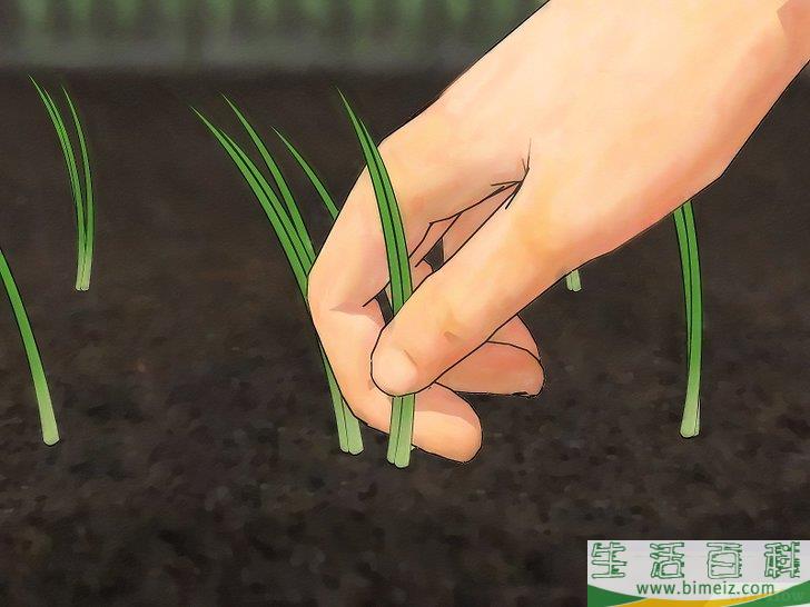 怎么种植大葱