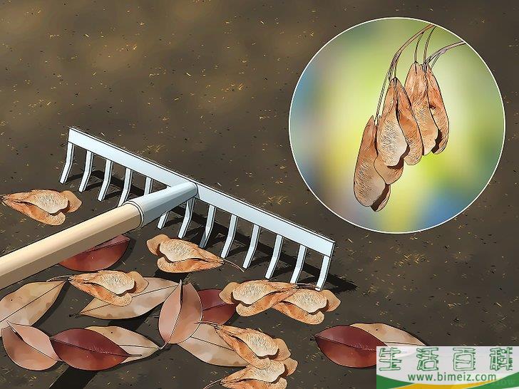 怎么清除室外的臭虫