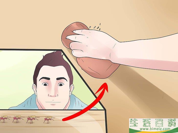 怎么去除蚂蚁