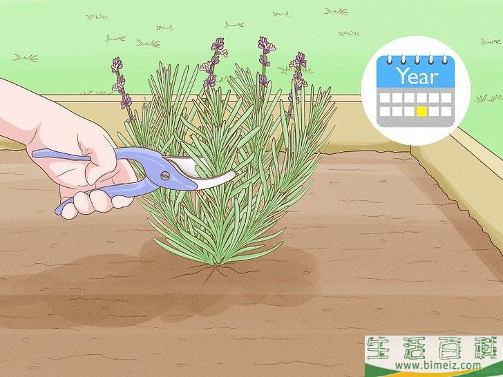 怎么种植薰衣草