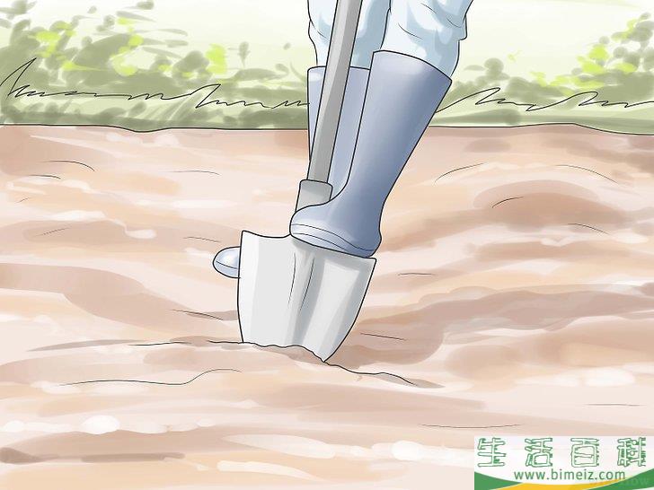 怎么种郁金香