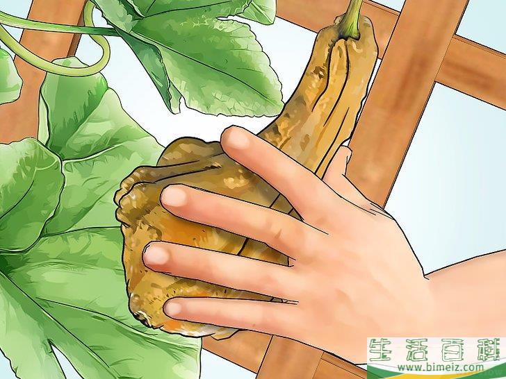 怎么种植葫芦