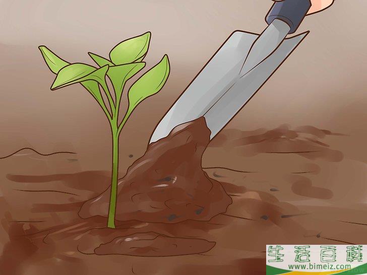怎么种辣椒