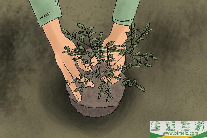 怎么种蓝莓