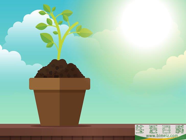 怎么除去室内植物上的霉菌