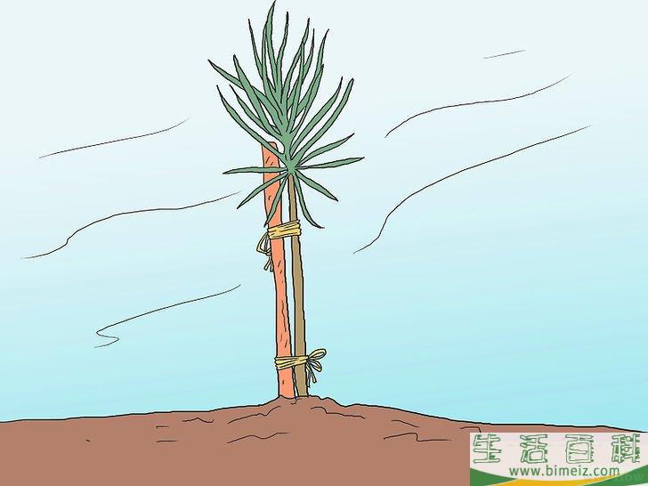 怎么培育松树