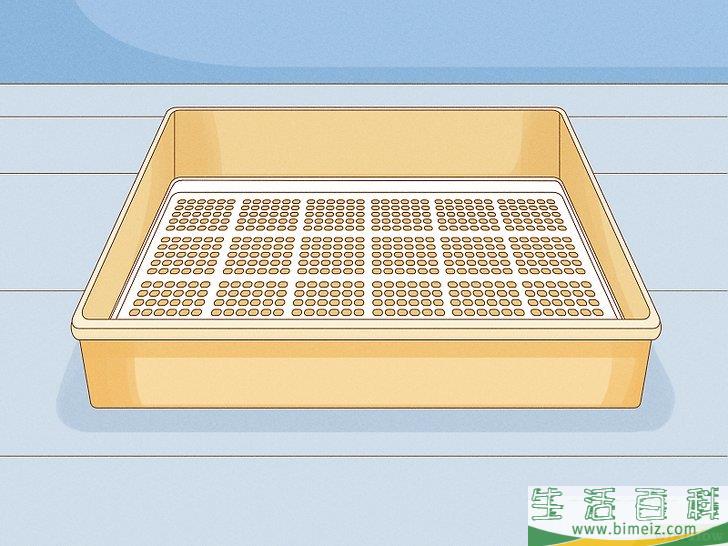 怎么种植幼芽