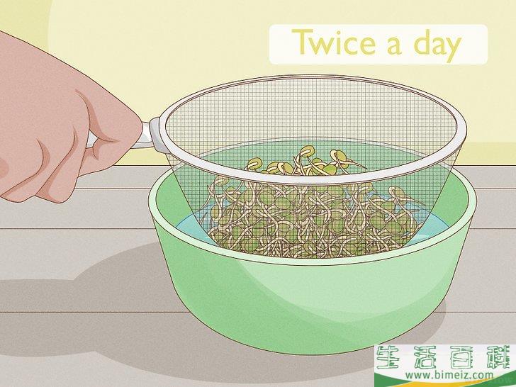怎么种植幼芽