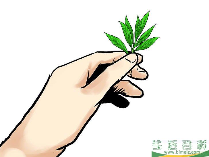 怎么种植薄荷