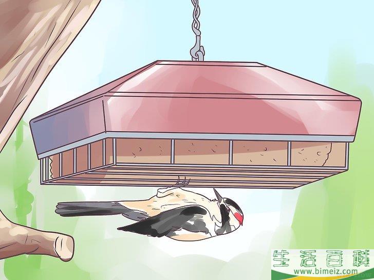 怎么把啄木鸟吸引到你的庭院中来