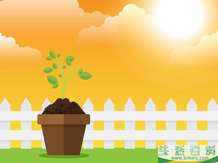 怎么除去室内植物上的霉菌