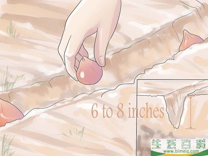 怎么种郁金香