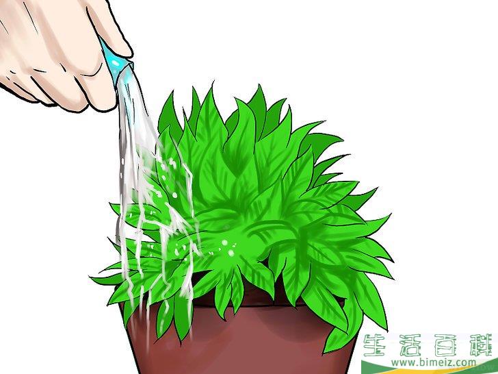 怎么种植薄荷