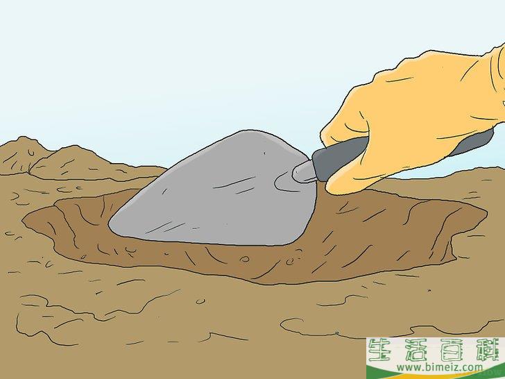 怎么培育松树