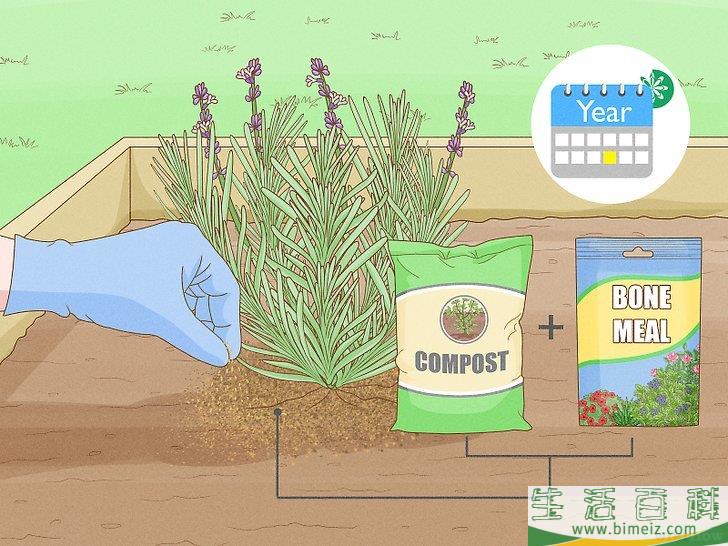 怎么种植薰衣草