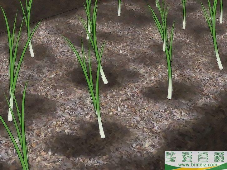 怎么种植大葱