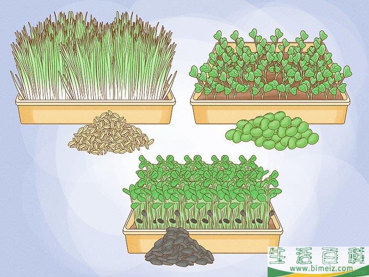 怎么种植幼芽