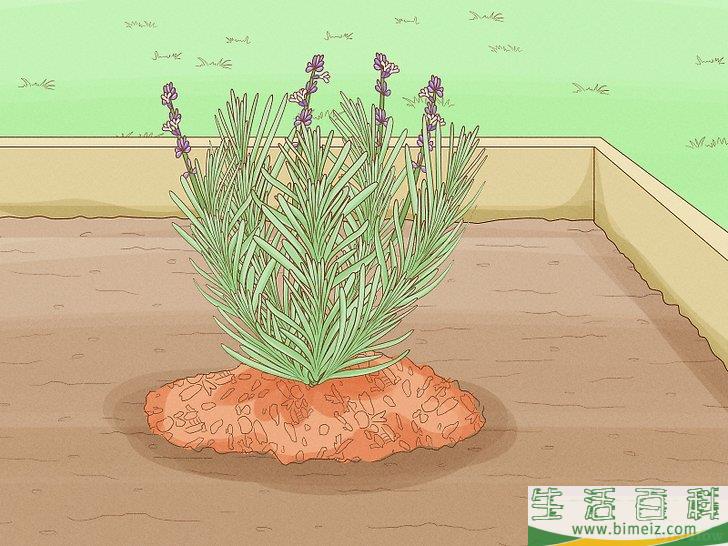 怎么种植薰衣草
