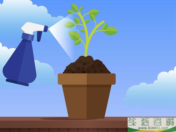 怎么除去室内植物上的霉菌