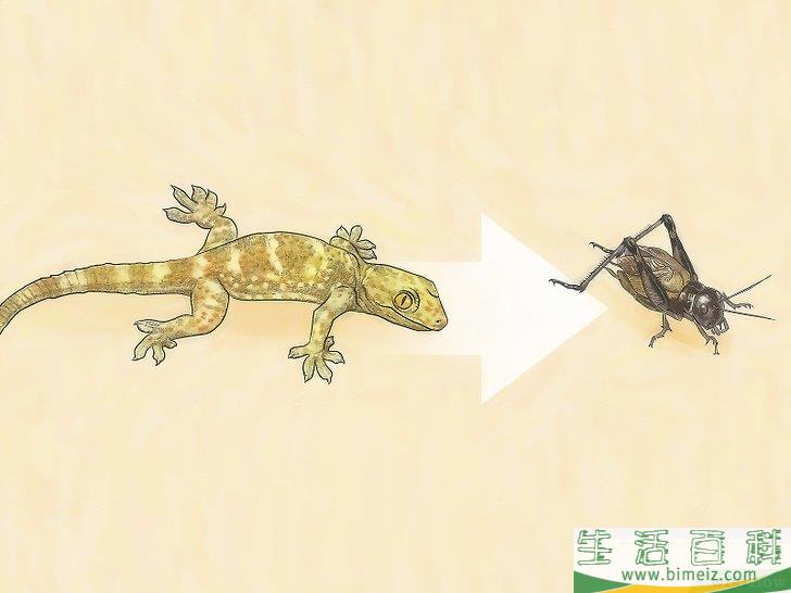 怎么清除蟋蟀