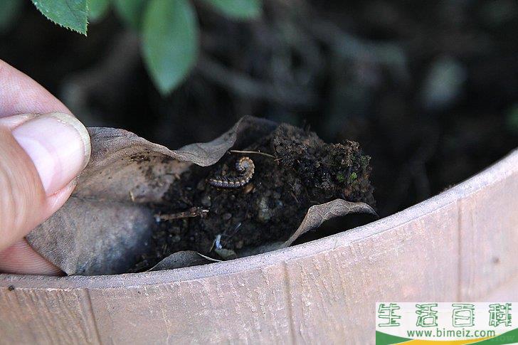 怎么照顾鲜花