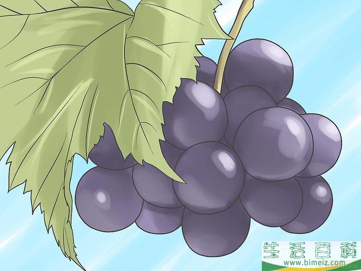 怎么种植葡萄藤