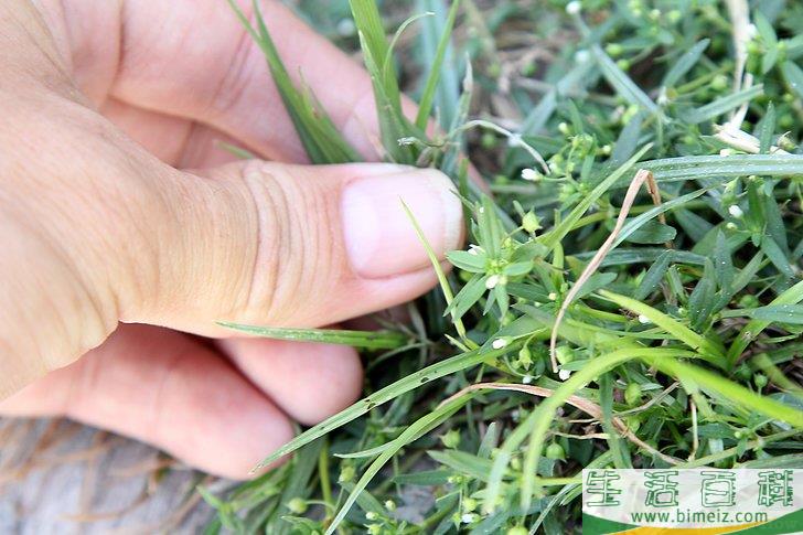怎么照顾鲜花