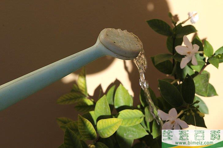 怎么照顾鲜花