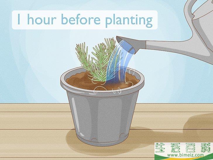怎么种植薰衣草