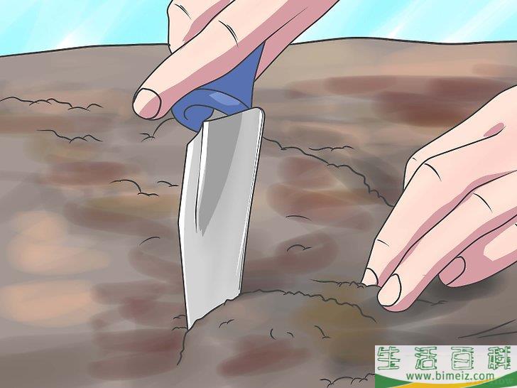 怎么种植葡萄藤