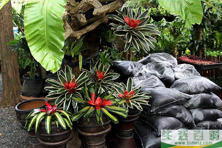 怎么照顾鲜花