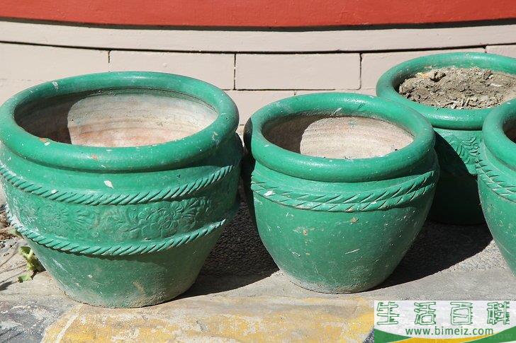 怎么照顾鲜花