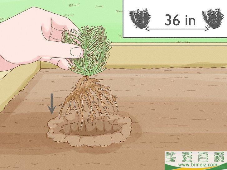 怎么种植薰衣草