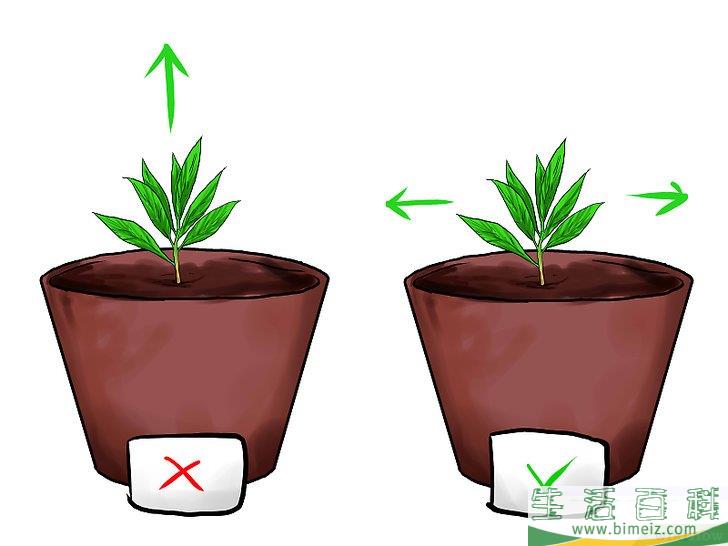 怎么种植薄荷