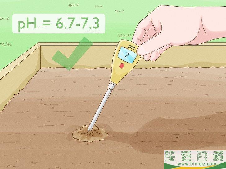 怎么种植薰衣草