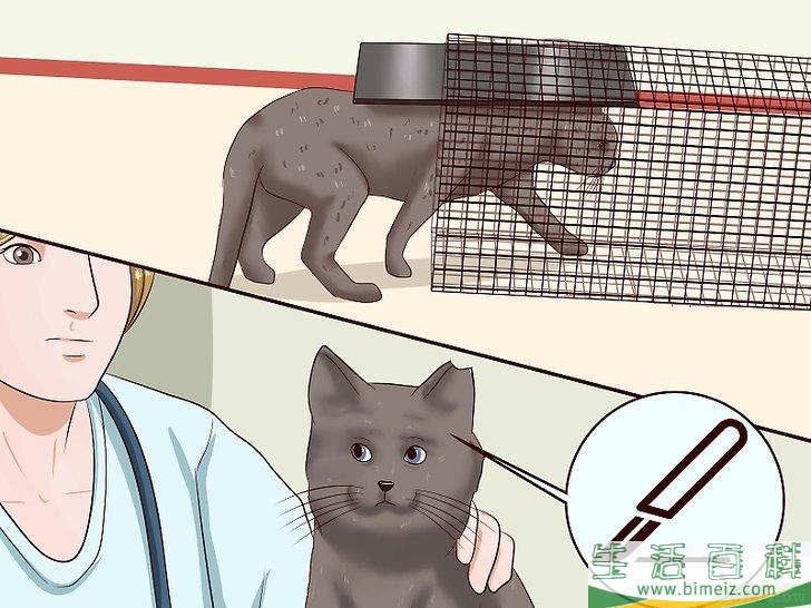 怎么驱赶猫