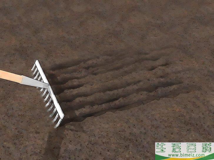 怎么种植大葱
