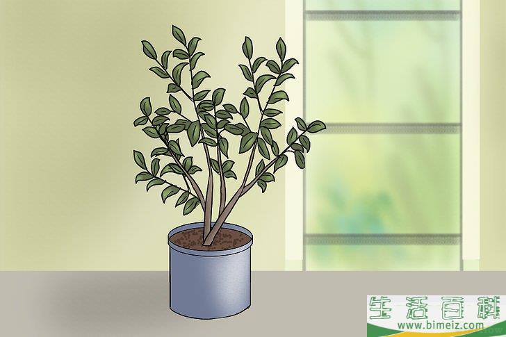 怎么种蓝莓
