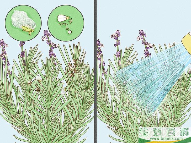 怎么种植薰衣草