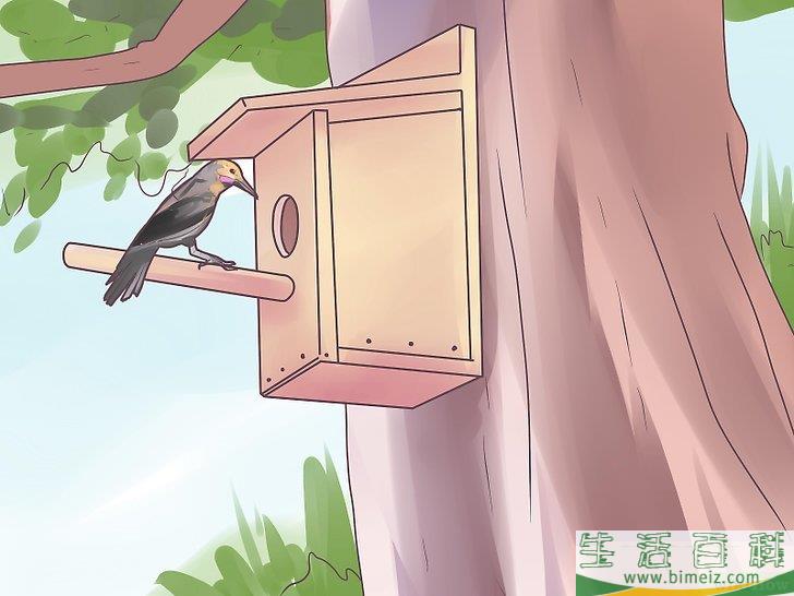 怎么把啄木鸟吸引到你的庭院中来