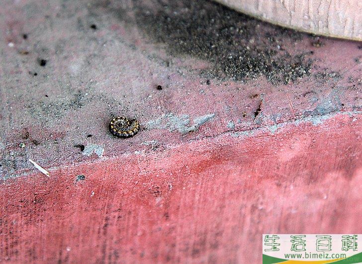 怎么照顾鲜花