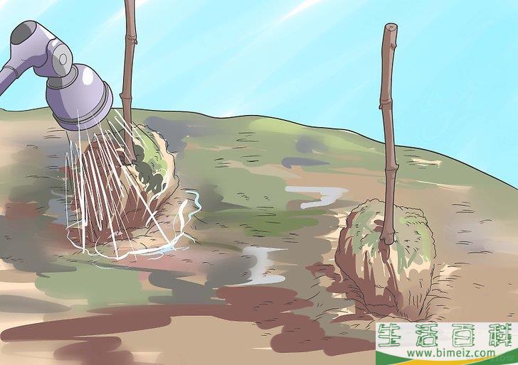 怎么种植葡萄藤