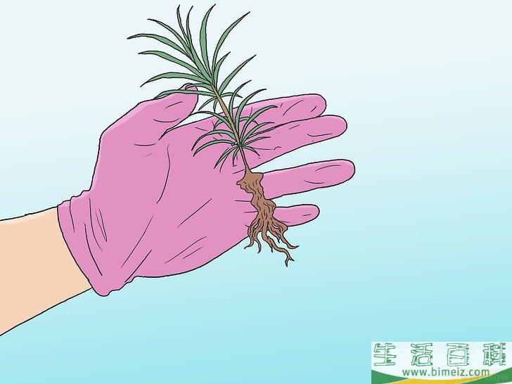 怎么培育松树