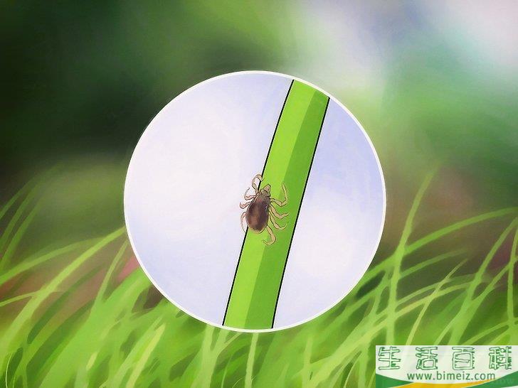 怎么去除屋子周围的蜱虫