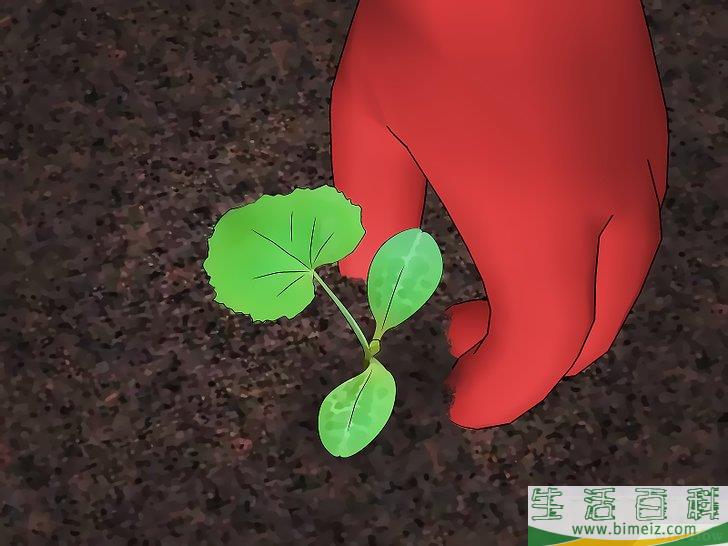 怎么种植葫芦