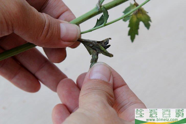 怎么照顾鲜花