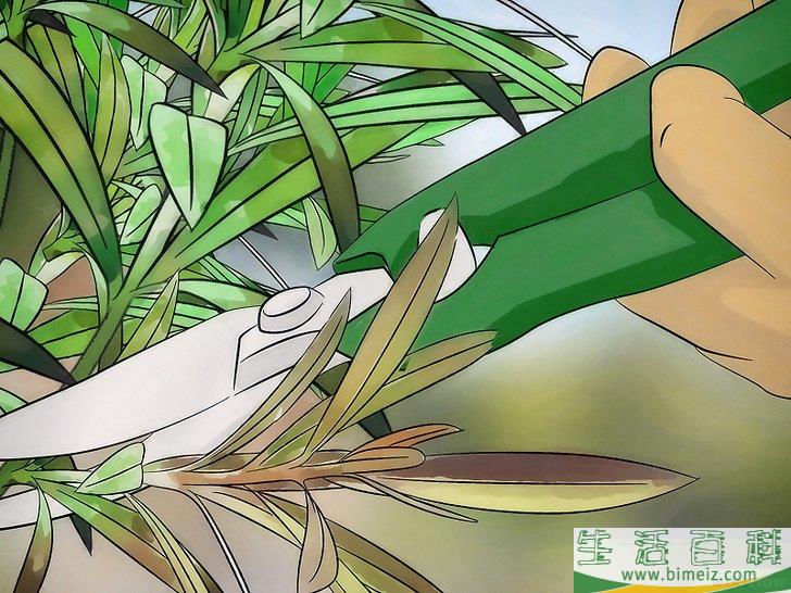 怎么去除屋子周围的蜱虫